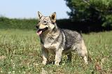 VASGOTASPETS 011